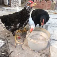 سه تا نیمچه گلین یا مرندی ریشو