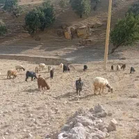 سلام فروش تعدادی بز جوان داشتی