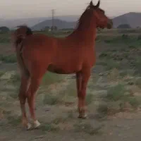 اسب