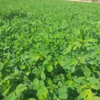 فروش یونجه خشک
