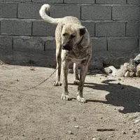 سگ سرابی