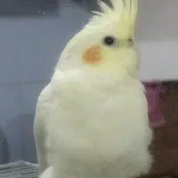 عروس هلندی نر