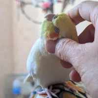 عروس هلندی دستی و سخنگو