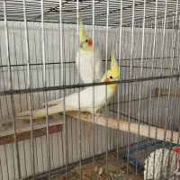 عروس هلندی،برزیلی کوتوله،فیشر