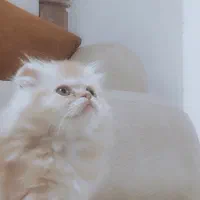 گربه