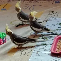 عروس هلندی دو ماهه