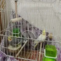 دوتا عروس هلندی با قفس