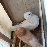 یجفت نروماده کار داده رو جوجه