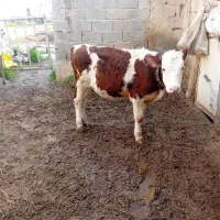 گوساله ماده
