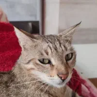 گربه واگذاری