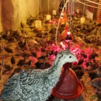 جوجه بوقلمون برنز یکماهه قیمت ۲۰۰هزار ارسالم دارم