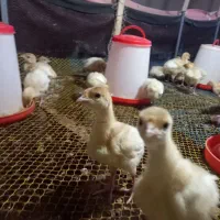 فروش جوجه مرغ گوشتی / but 6 یکروزه کارتنی