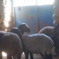 بره همو نر ۴ عدد