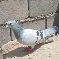 شامی سبز