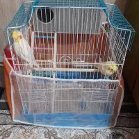 جفت عروس هلندی جوان
