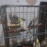 جوجه عروس هلندی