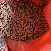 بادام اطلس بذری
