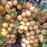 کود ارگانیکود برند معتبر /افزایش باردهی