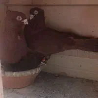کبوتر سرخ ابادانی با جوجه