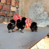 فروش انواع جوجه یک روزه قیمت عمده