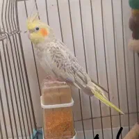 عروس هلندی گلباقالی ماده به شرط