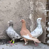 ۴ تا ماده پلاکی بشرط تخم جوجه