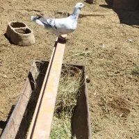 کفتر‌به‌شرط