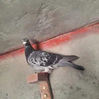 پرنده ساعت ۳ وردی نونو پیگو
