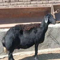 گوسفند
