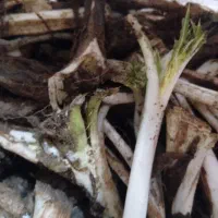 چای کوهی‌کنگر‌تازه