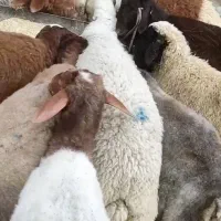 بره نر چاق