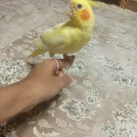 عروس هلندی نر