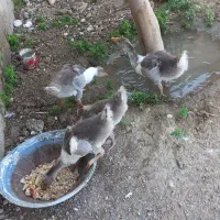غاز سالم وسرحال وجوان