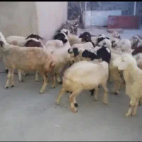 ۲۰ تا بره شیری یک دست سفید داشتی