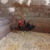 لاری