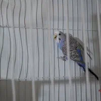 مرغ عشق ماده معاوضه