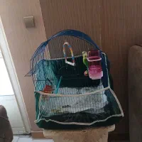 قفس مرغ عشق ، عروس و...