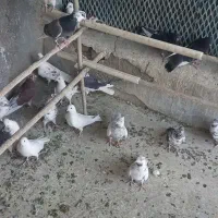 کبوتر|پرنده|کهریزک, |دیوار