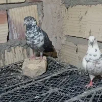 نرسینه سفید و ماده موره ای گرفتنی