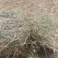 علف کوهی دیمی با دست بسته بندی شده