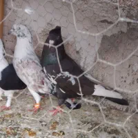 کفتر سینه مشکی40سانتی