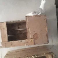 کبوتر سبزپلنگ درجه یک