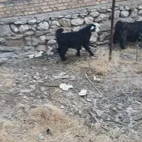 بیگ نر چاق چاق