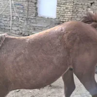 نریان سه ساله
