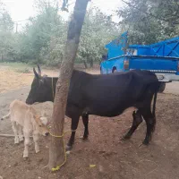 گاو چالوسی با گوساله ی نر چالوسی