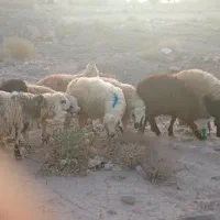 فروش۶عدد گوسفند نر
