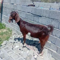 دو عدد بز پاکستانی