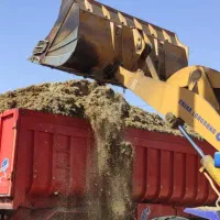 کاه نیشکر ( باگاس ) جایگزین کاه