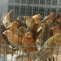 70 عدد قناری سوخته وسرخ ودارچینی