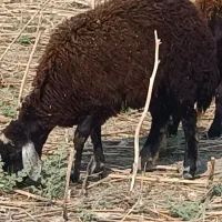 گوسفند داشتی وبره ماده جنس
